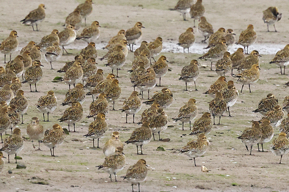 Golden plover